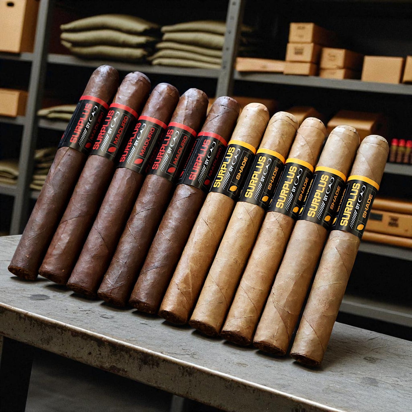 CAO SURPLUS Maduro/Shade